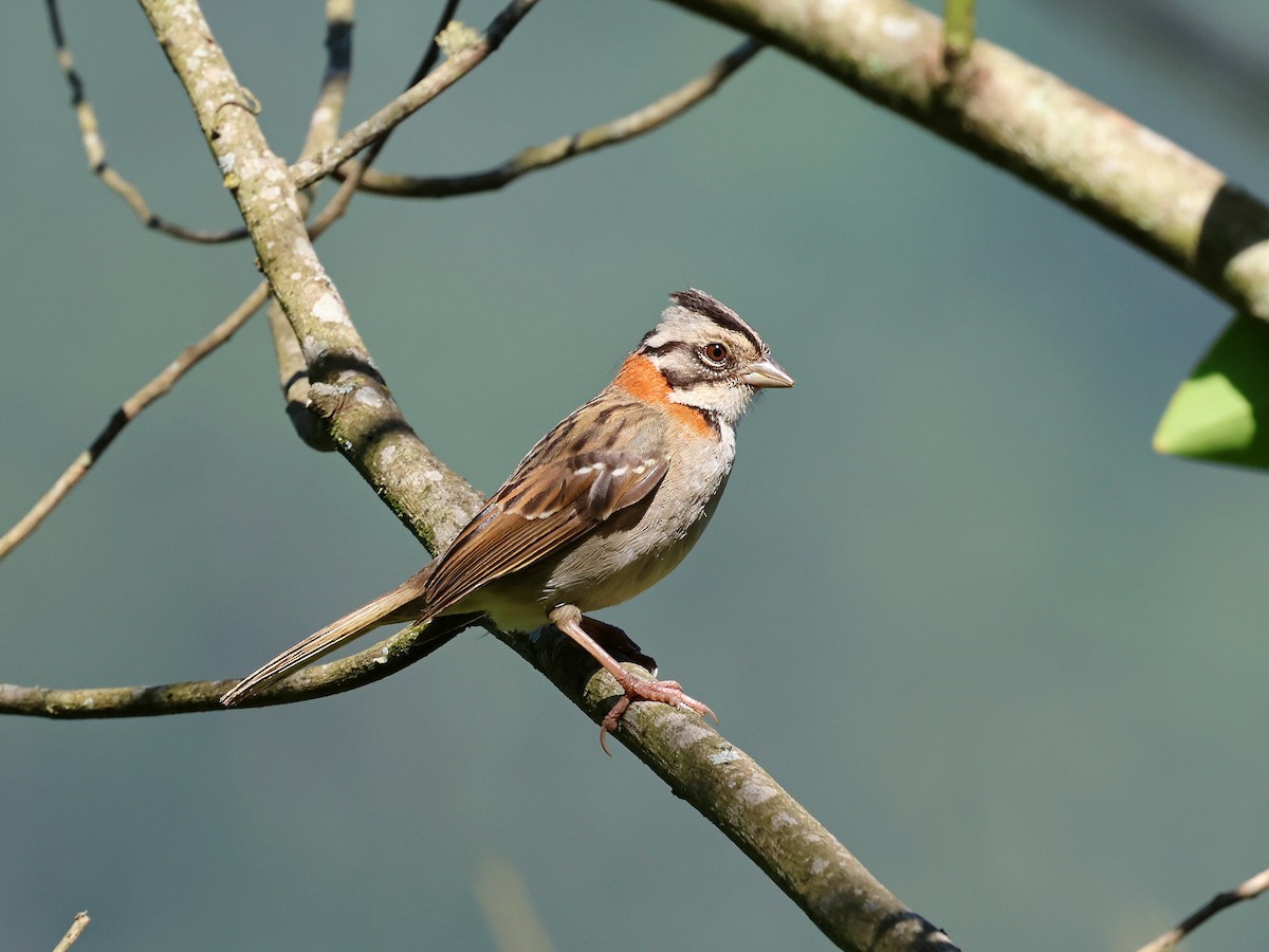 Rufous-collared Sparrow - ML647126704