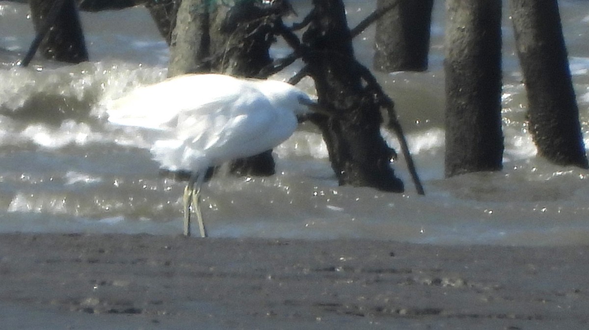 Swinhoe Ak Balıkçılı - ML647126706