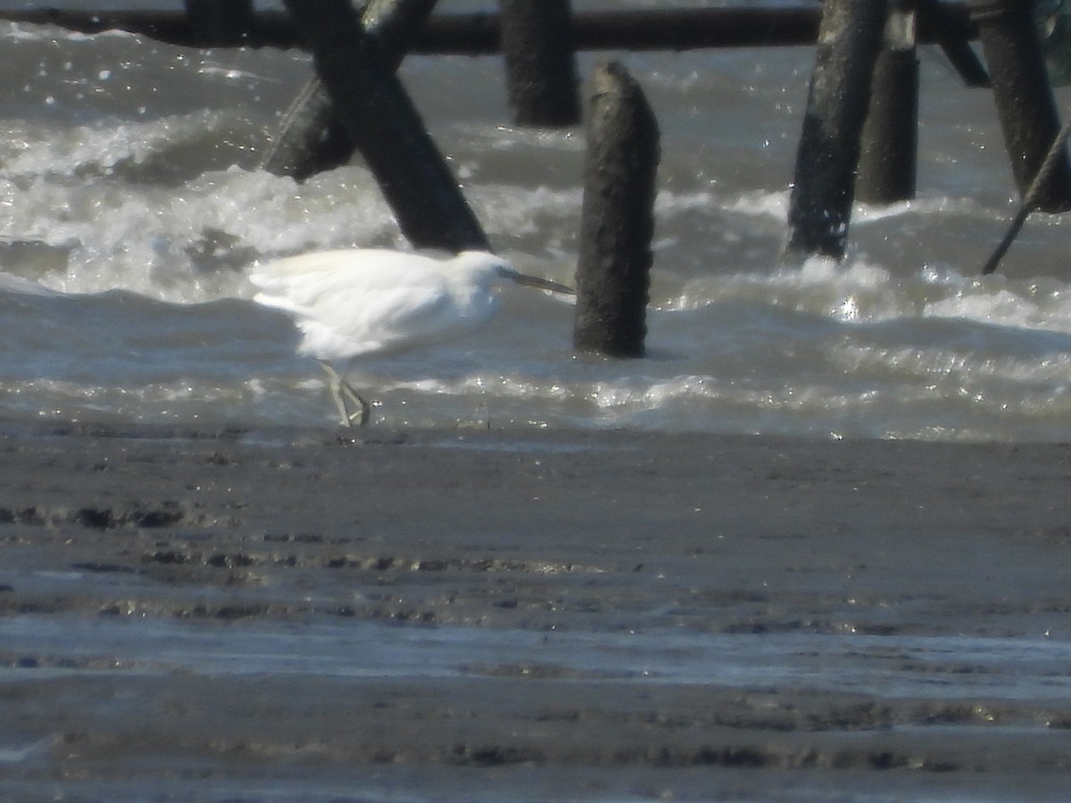 Swinhoe Ak Balıkçılı - ML647126707