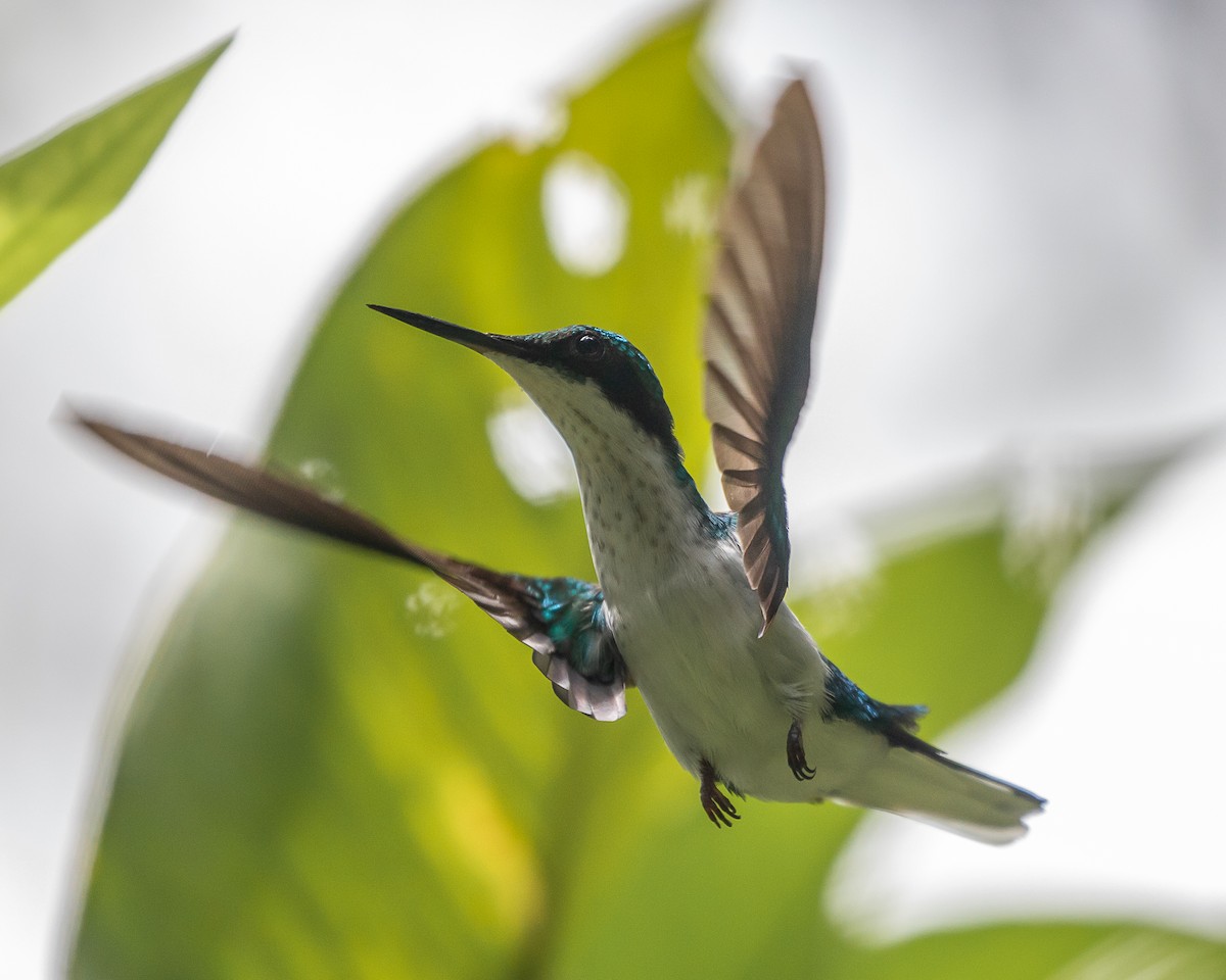 Purple-crowned Fairy - ML647126728
