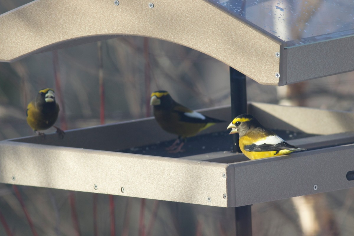 Evening Grosbeak - ML647126731