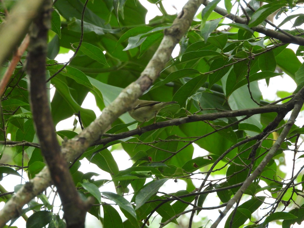 極北柳鶯 - ML647126738