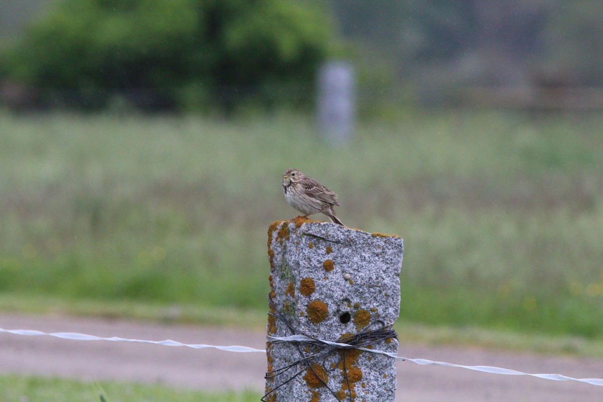Corn Bunting - ML647126739