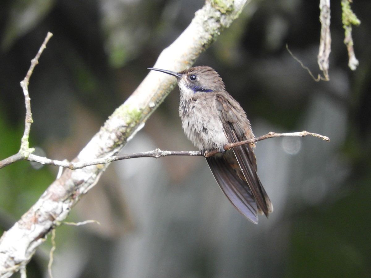 Brown Violetear - ML647126740