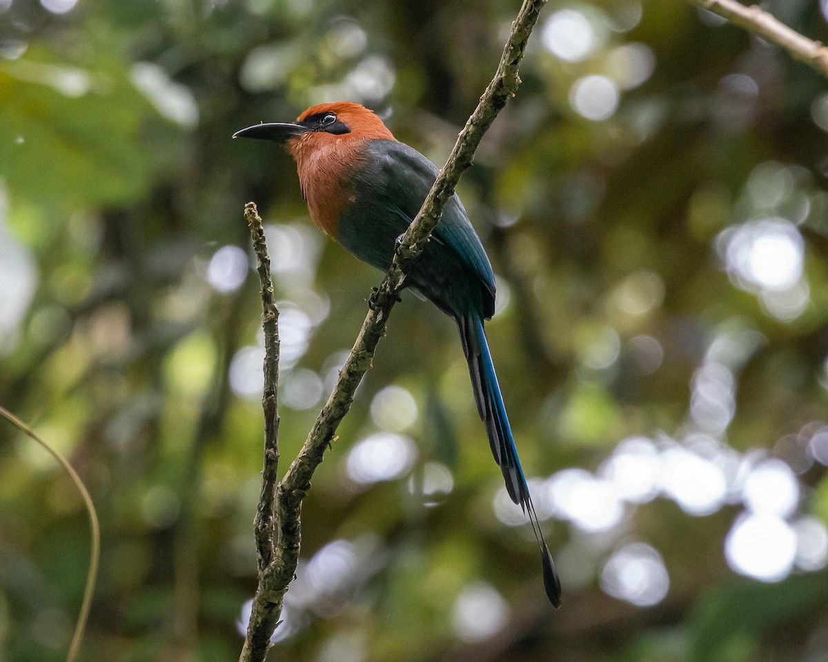 Broad-billed Motmot - ML647126744