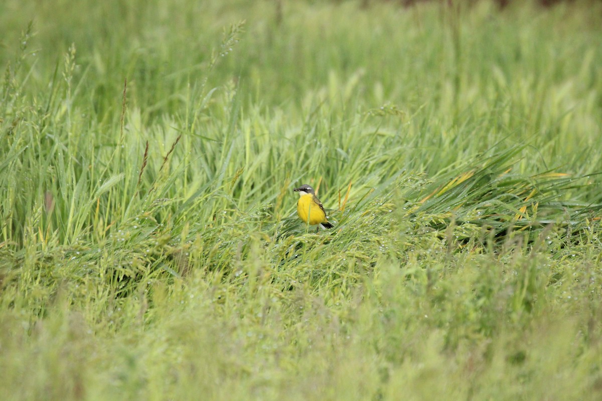 西方黃鶺鴒 - ML647126745