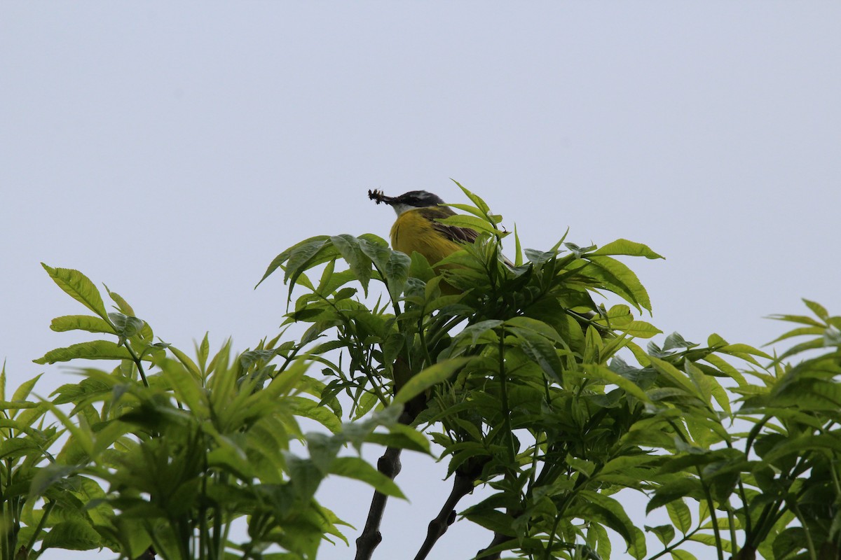 西方黃鶺鴒 - ML647126746