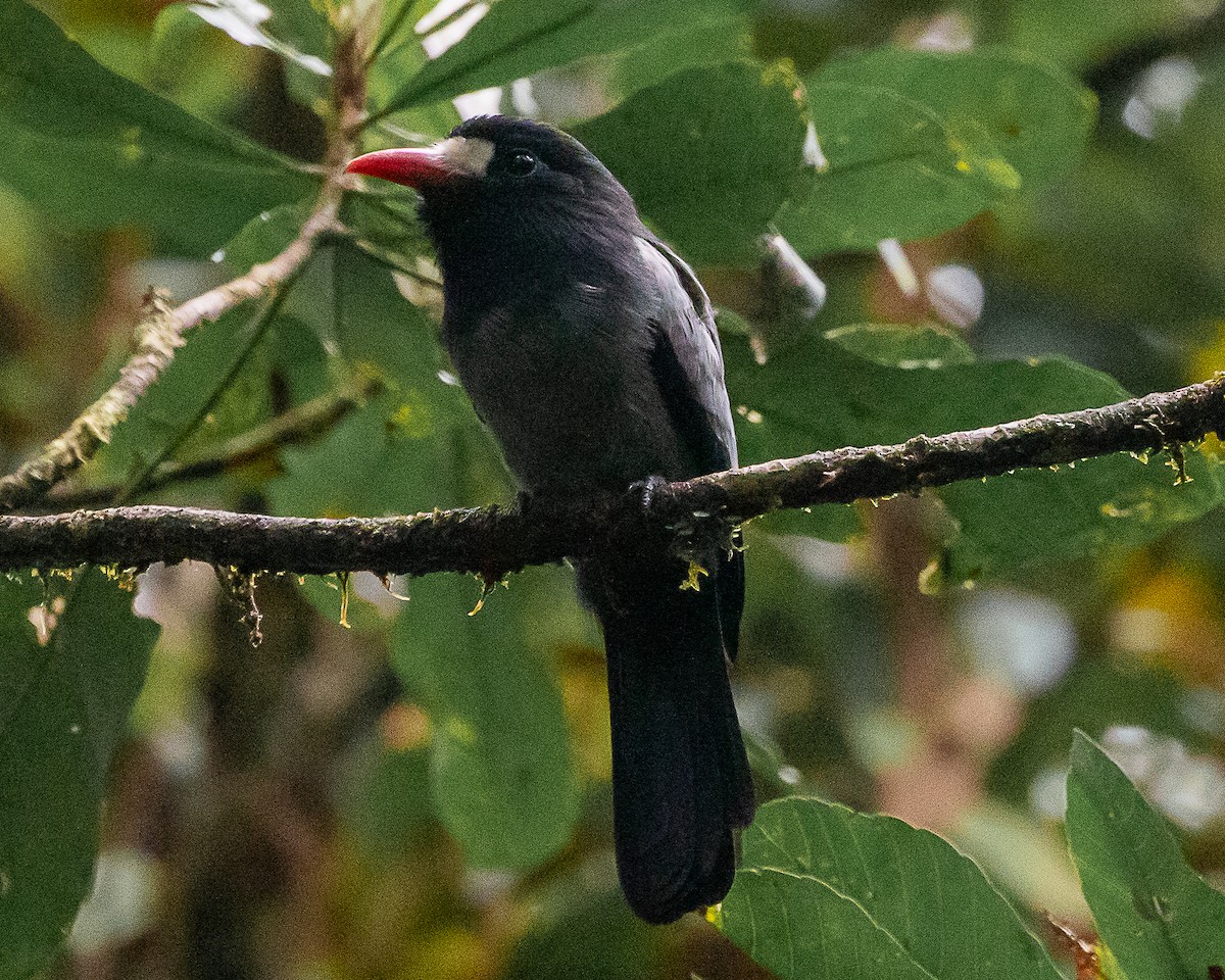 White-fronted Nunbird (Pale-winged) - ML647126747