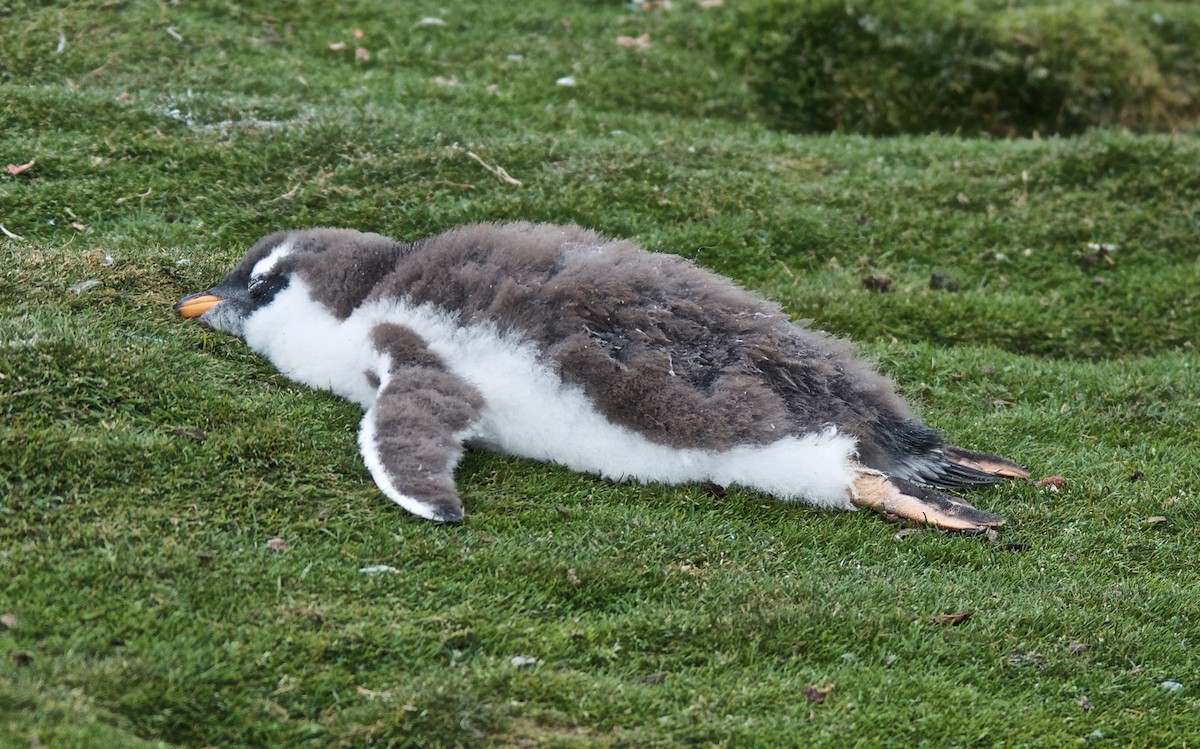 Gentoo Penguin - ML647126750