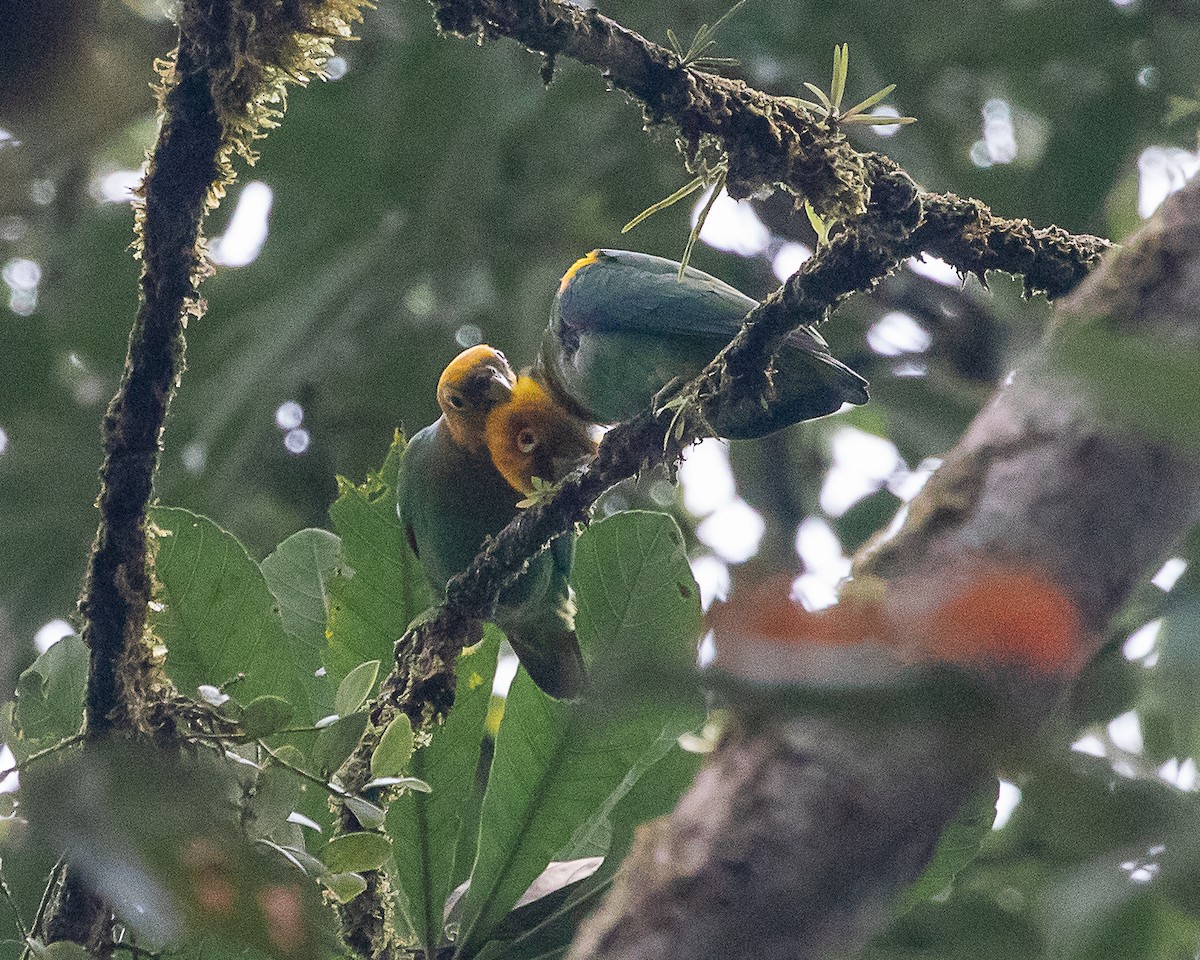 Saffron-headed Parrot - ML647126751