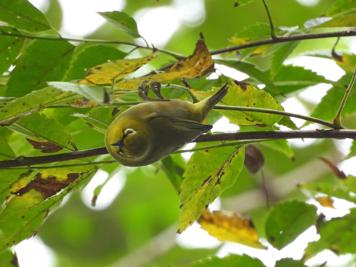 斯氏繡眼(綠繡眼) - ML647126754