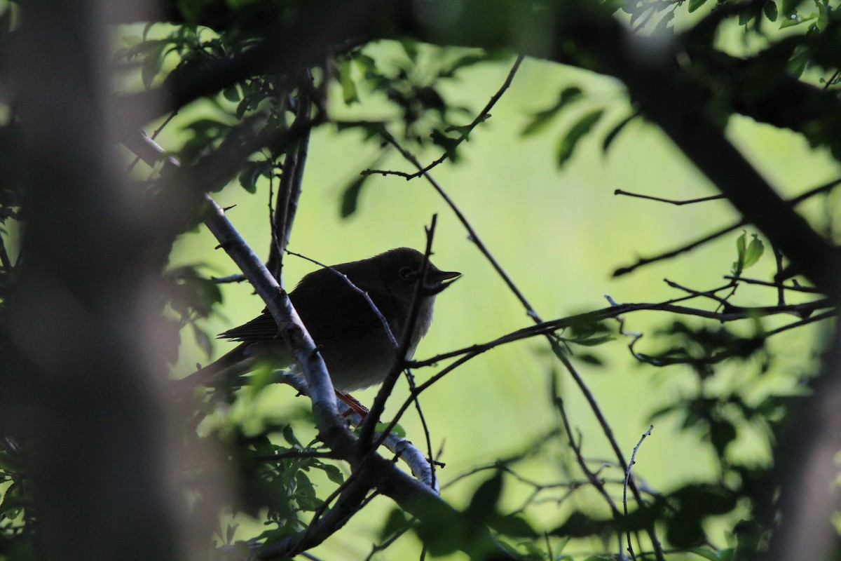 Common Nightingale - ML647126755