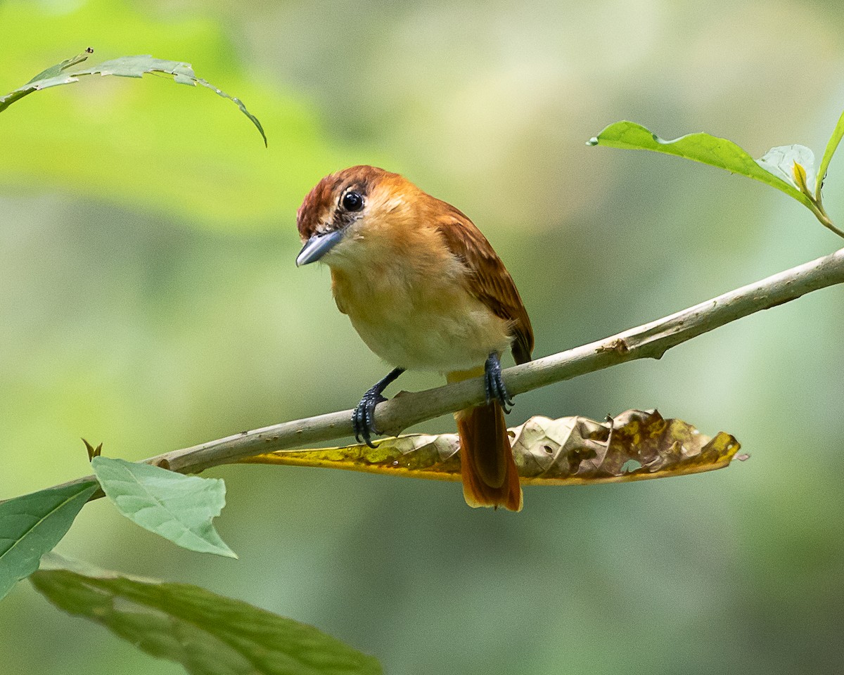 Cinnamon Becard - ML647126757