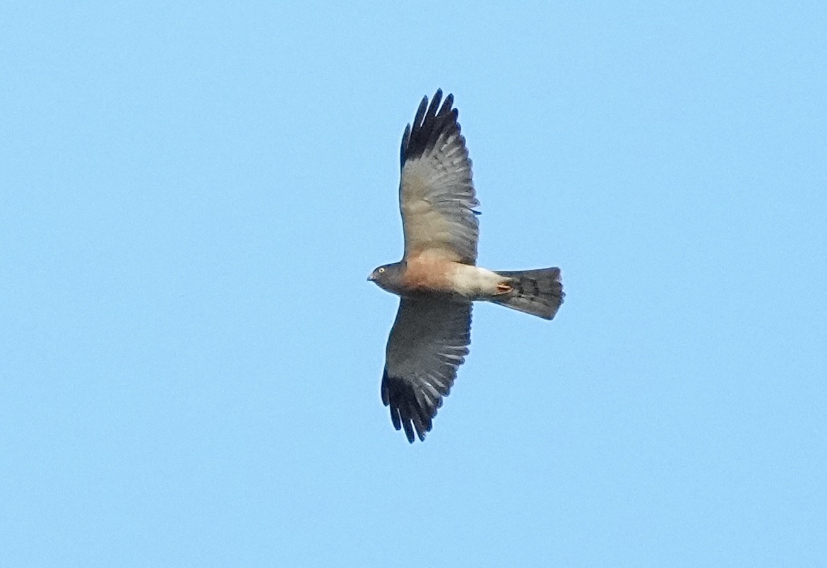 赤腹鷹 - ML647126759