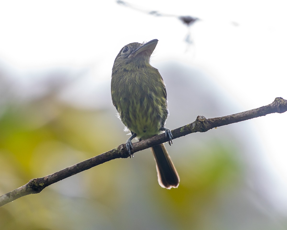 Pacific Flatbill - ML647126761