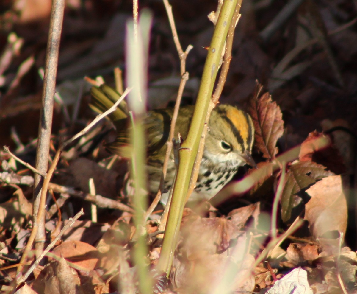 Ovenbird - ML647126764