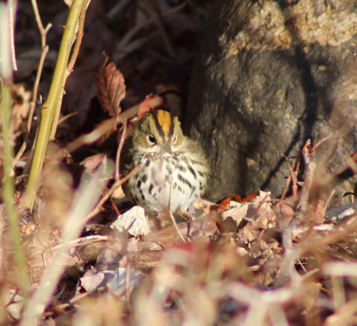 Ovenbird - ML647126765