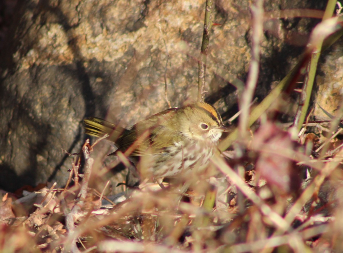 Ovenbird - ML647126766
