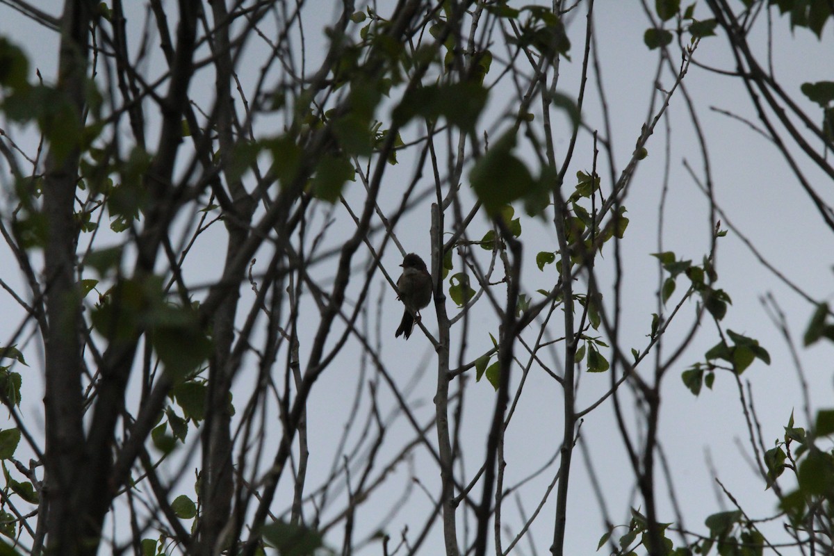 Greater Whitethroat - ML647126767