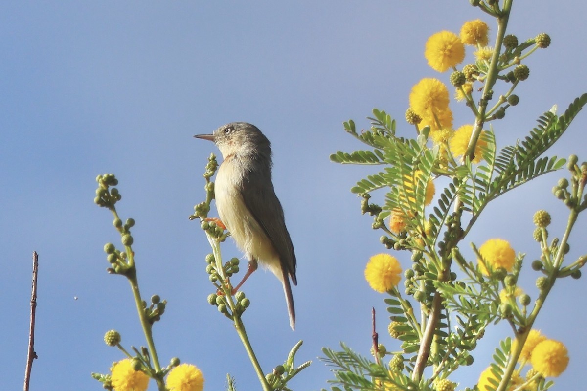 Burnt-neck Eremomela - ML647126768