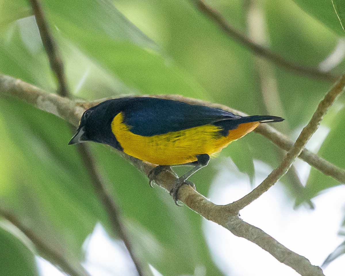 Fulvous-vented Euphonia - ML647126769