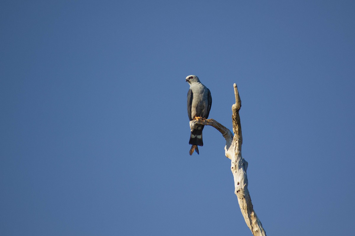 Plumbeous Kite - ML647126770