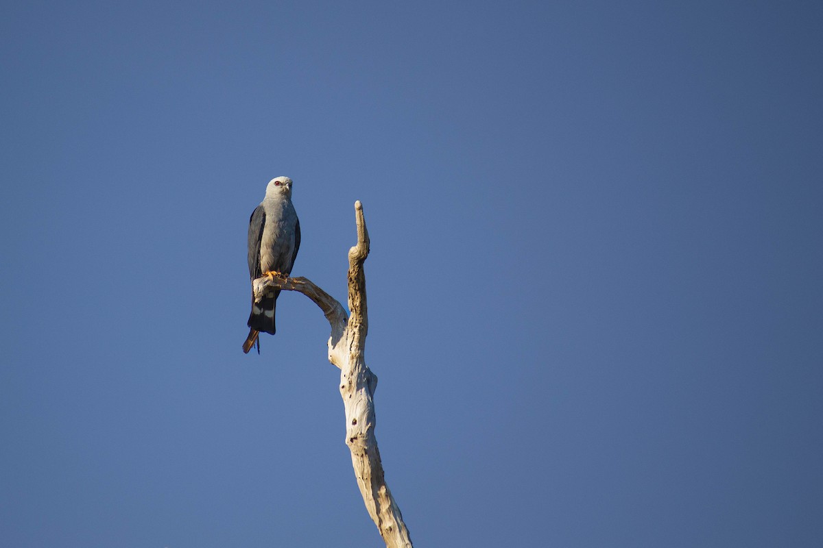 Plumbeous Kite - ML647126771