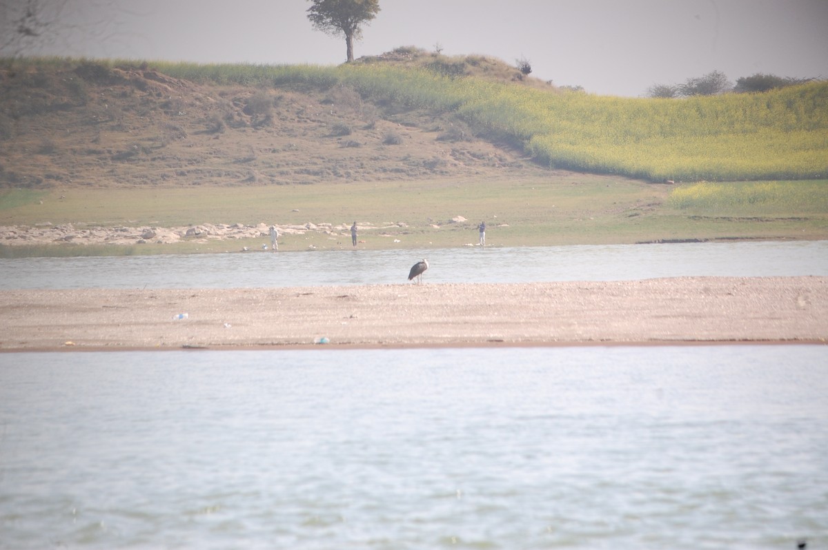 Asian Woolly-necked Stork - ML647126772