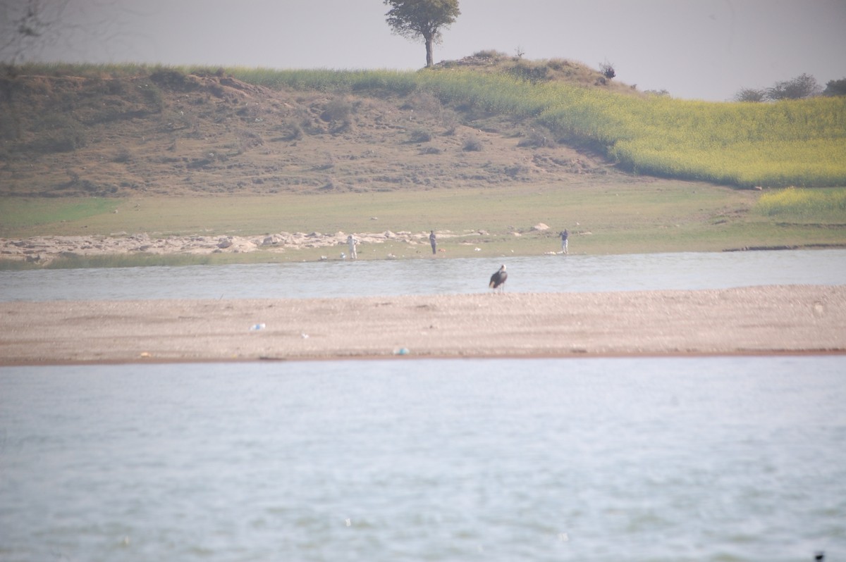 Asian Woolly-necked Stork - ML647126773