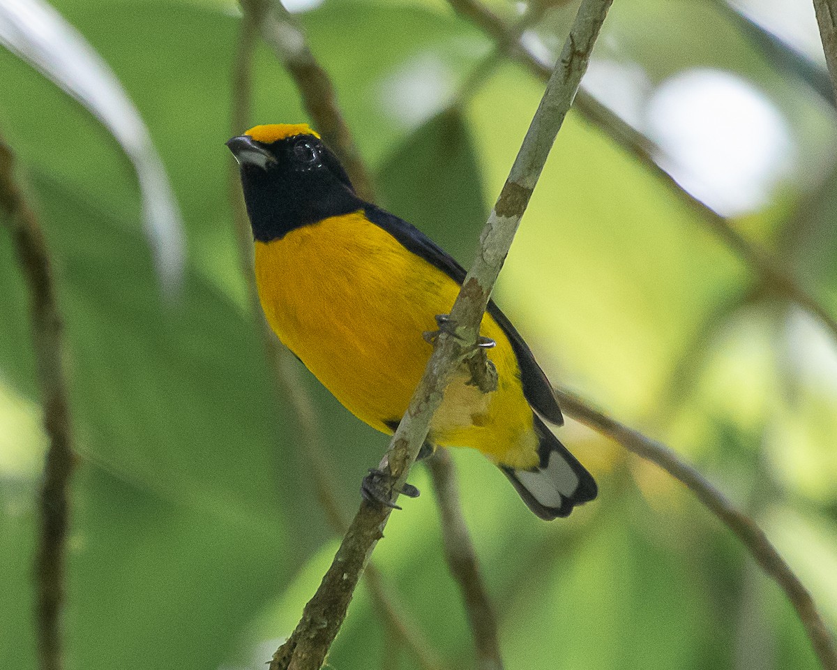 Orange-bellied Euphonia - ML647126774