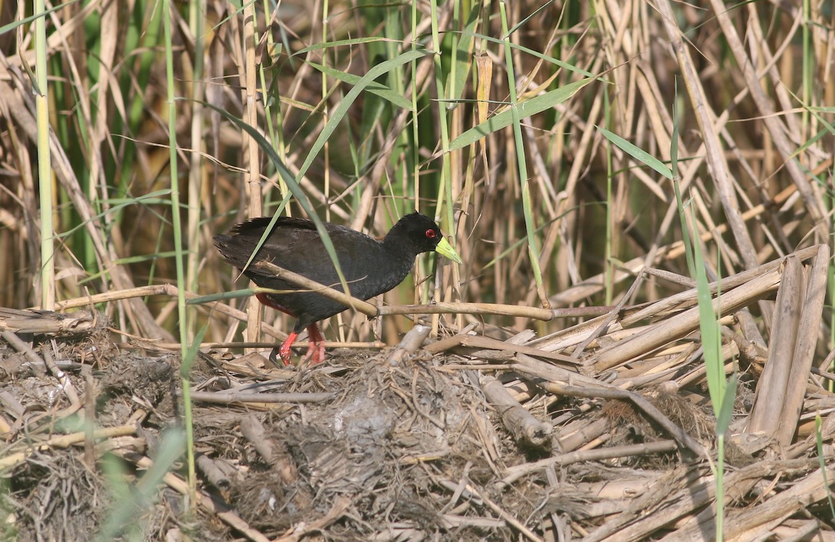 Black Crake - ML647126776