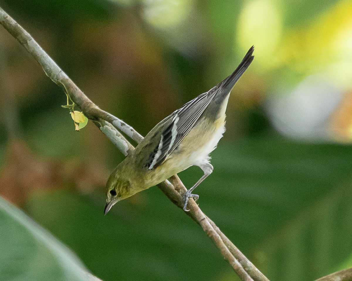 Bay-breasted Warbler - ML647126777