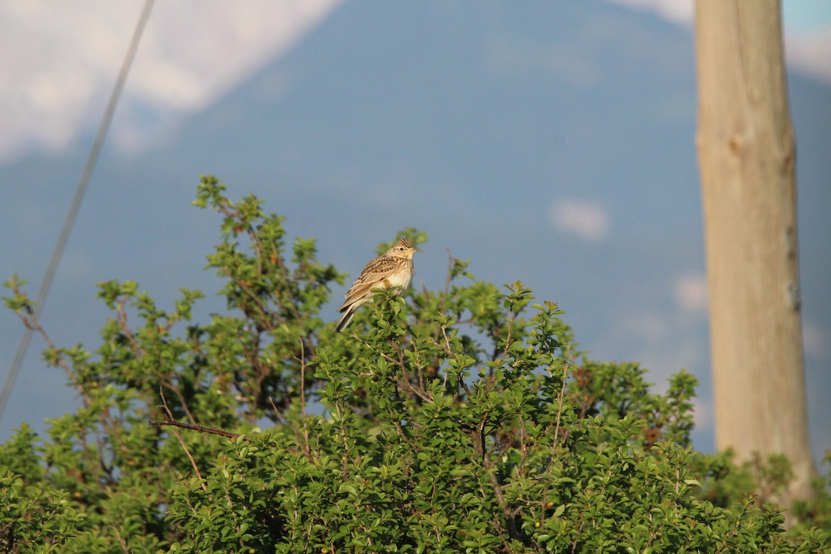 Eurasian Skylark - ML647126779