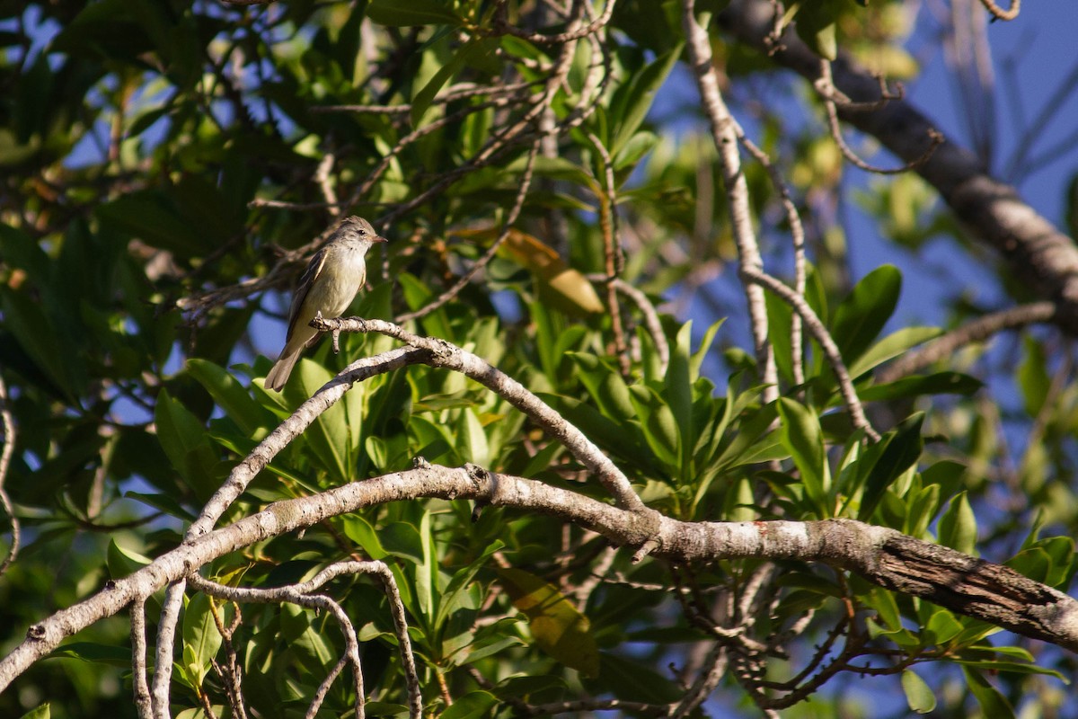 Southern Beardless-Tyrannulet - ML647126780