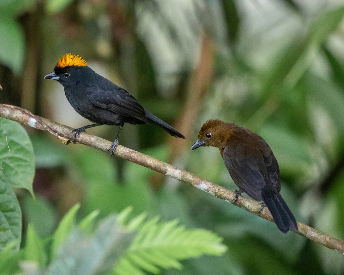 Tawny-crested Tanager - ML647126781