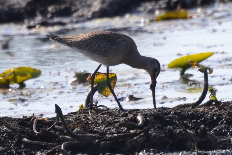 Hudsonian Godwit - ML647126785