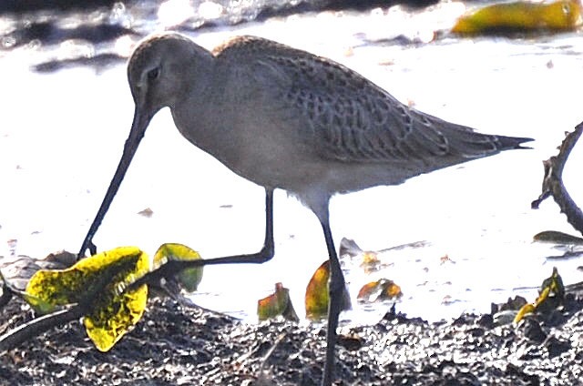 Hudsonian Godwit - ML647126786