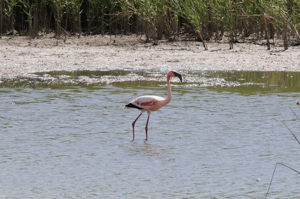 Lesser Flamingo - ML647126787