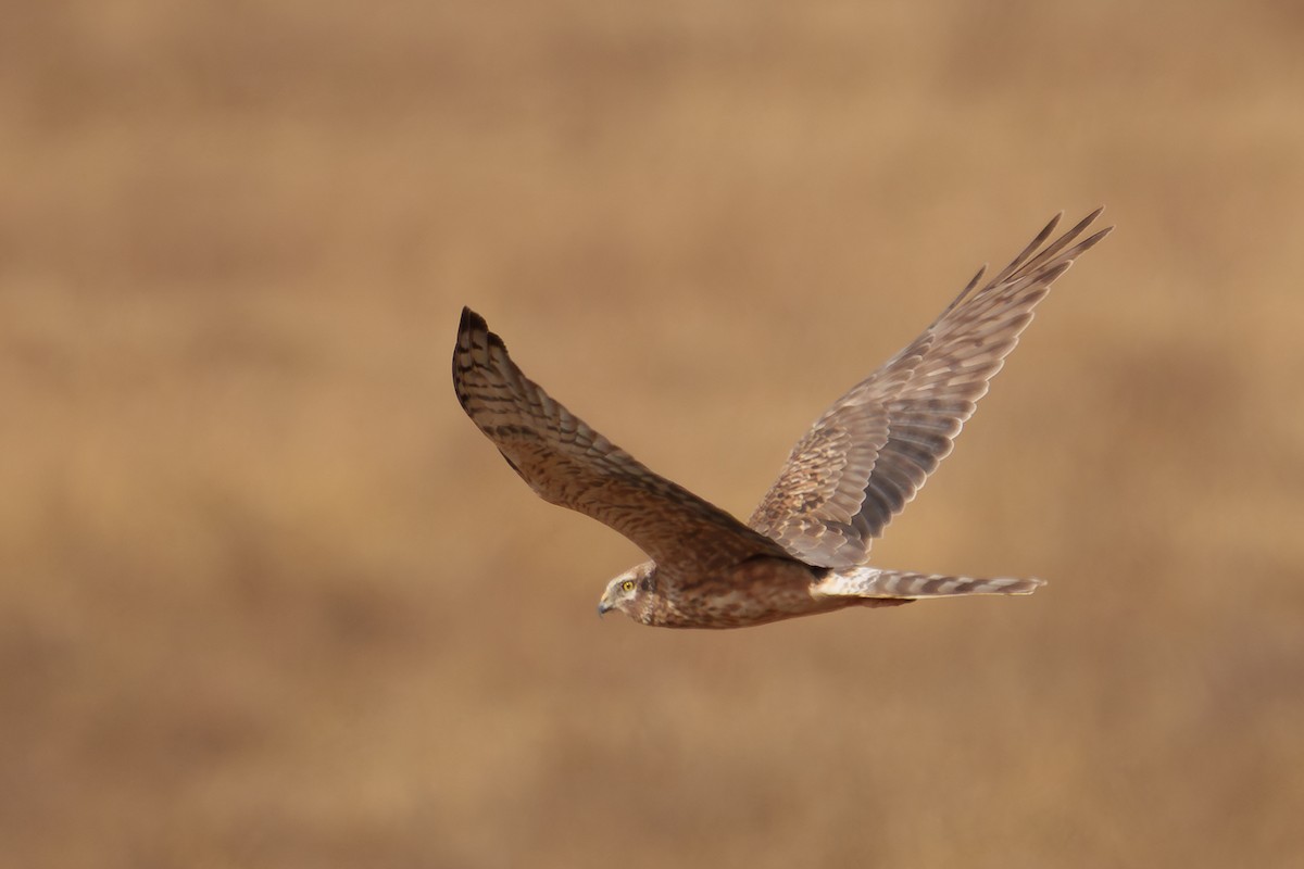 Aguilucho Papialbo - ML647126788