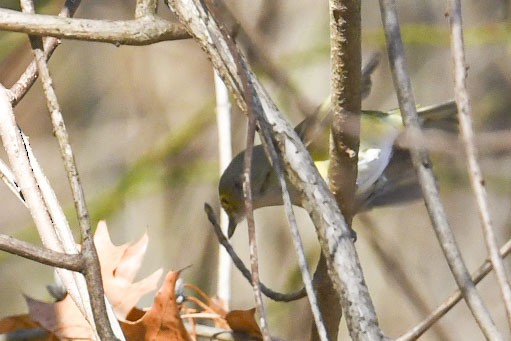 White-eyed Vireo - ML647126789