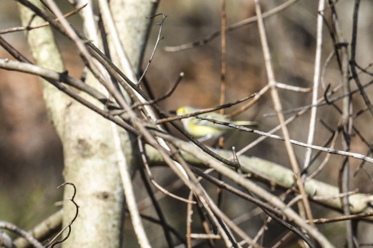 White-eyed Vireo - ML647126790