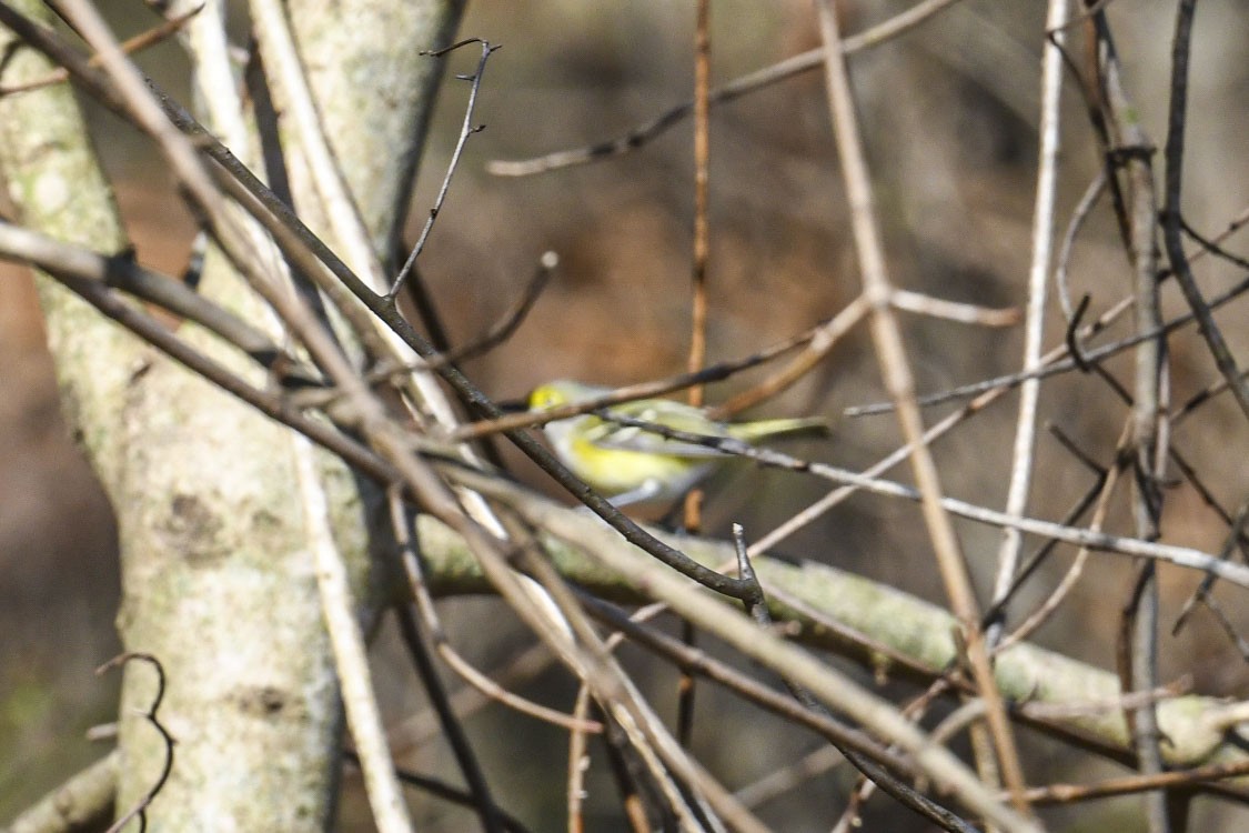 White-eyed Vireo - ML647126791