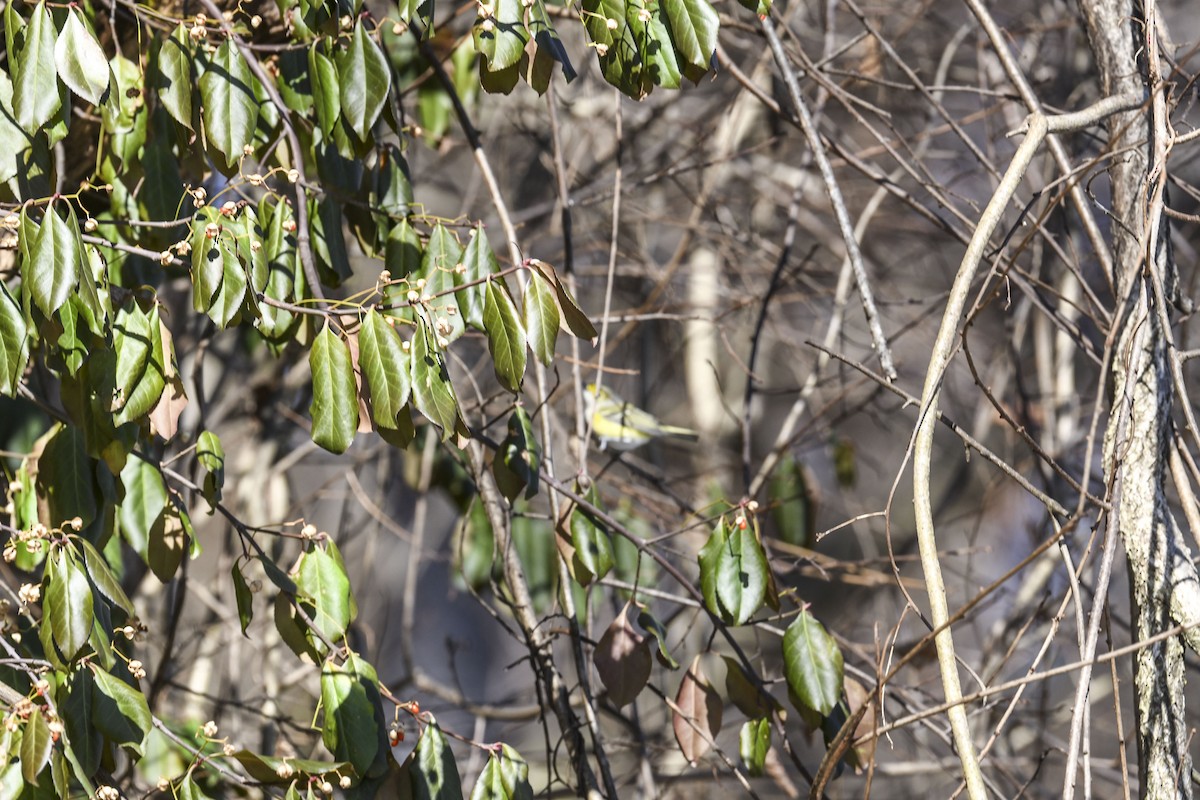 White-eyed Vireo - ML647126792