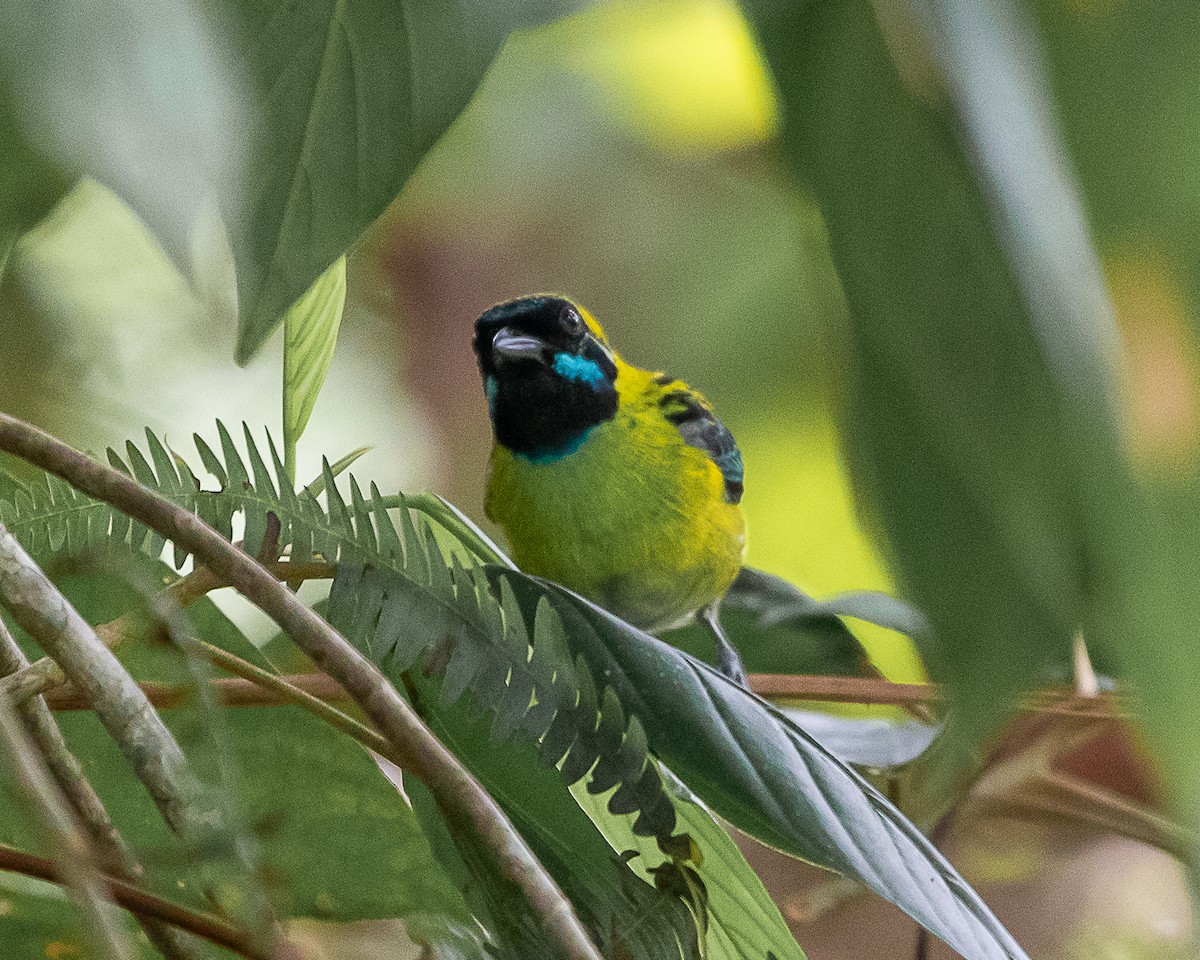 Blue-whiskered Tanager - ML647126796