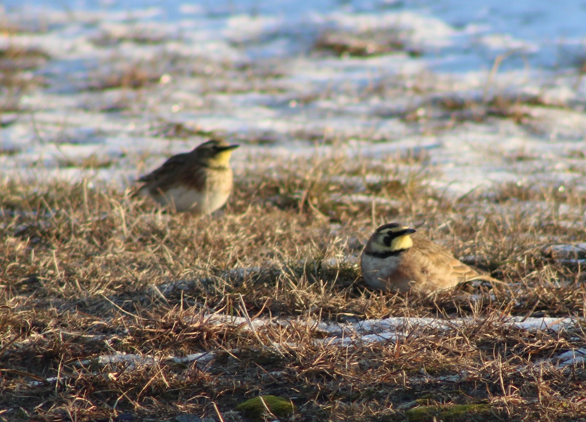 Horned Lark - ML647126797
