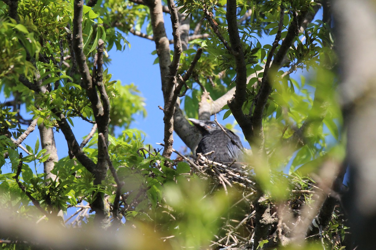 Carrion Crow - ML647126798