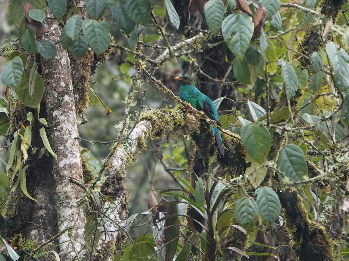 Golden-headed Quetzal - ML647126799