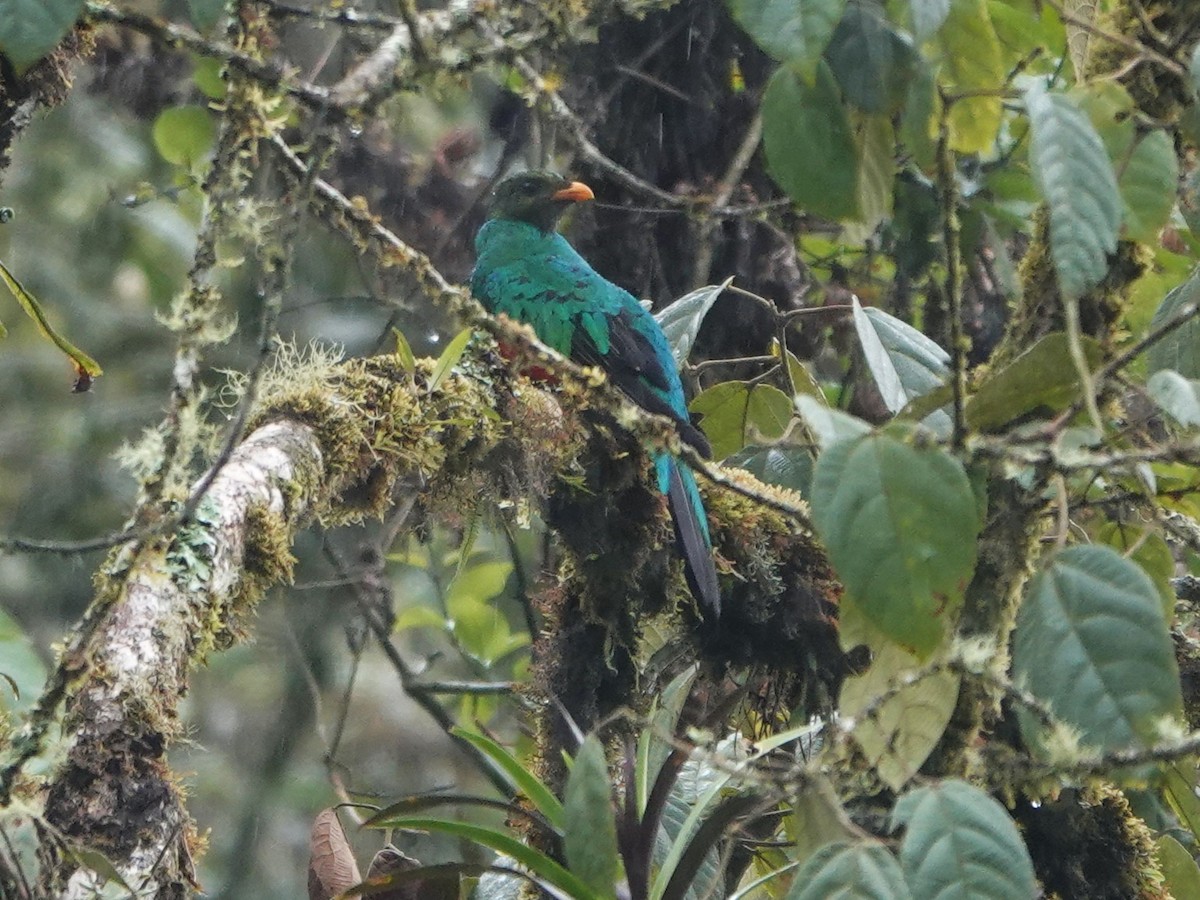 Golden-headed Quetzal - ML647126800
