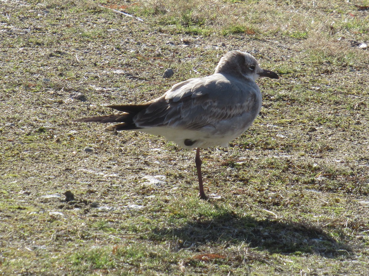 ワライカモメ - ML647126804