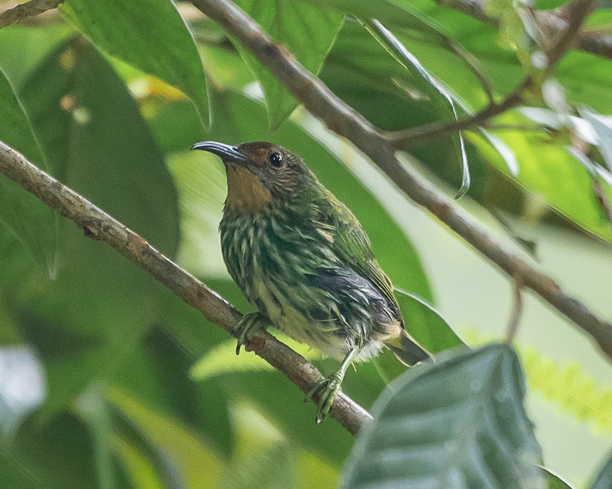 Purple Honeycreeper - ML647126805